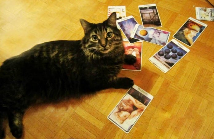 El significado del gato en el tarot El significado del gato en el tarot